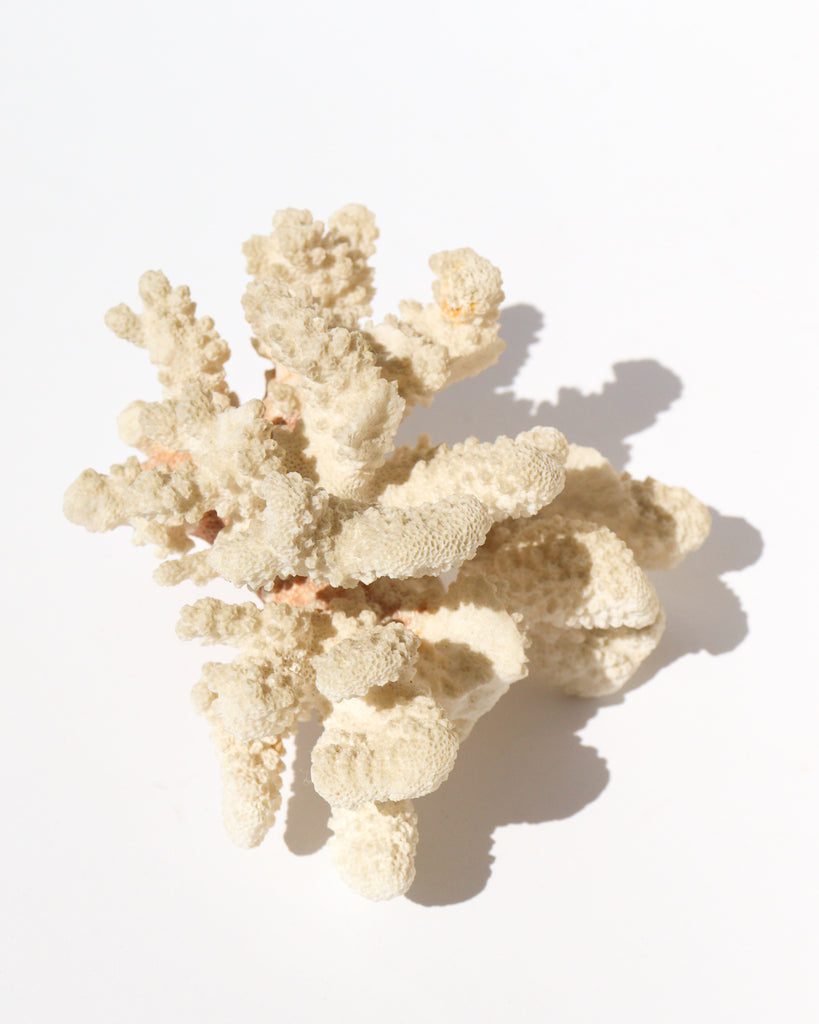 White Coral Cluster - Anza Studio