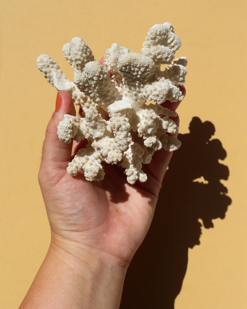 White Coral Cluster - Anza Studio